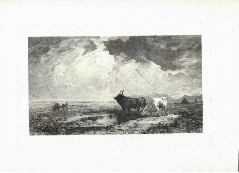 Item #15839 "Bulls In the Roman Campagna" A. Massé.