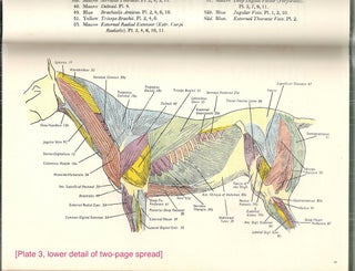 Horse; Its Action and Anatomy